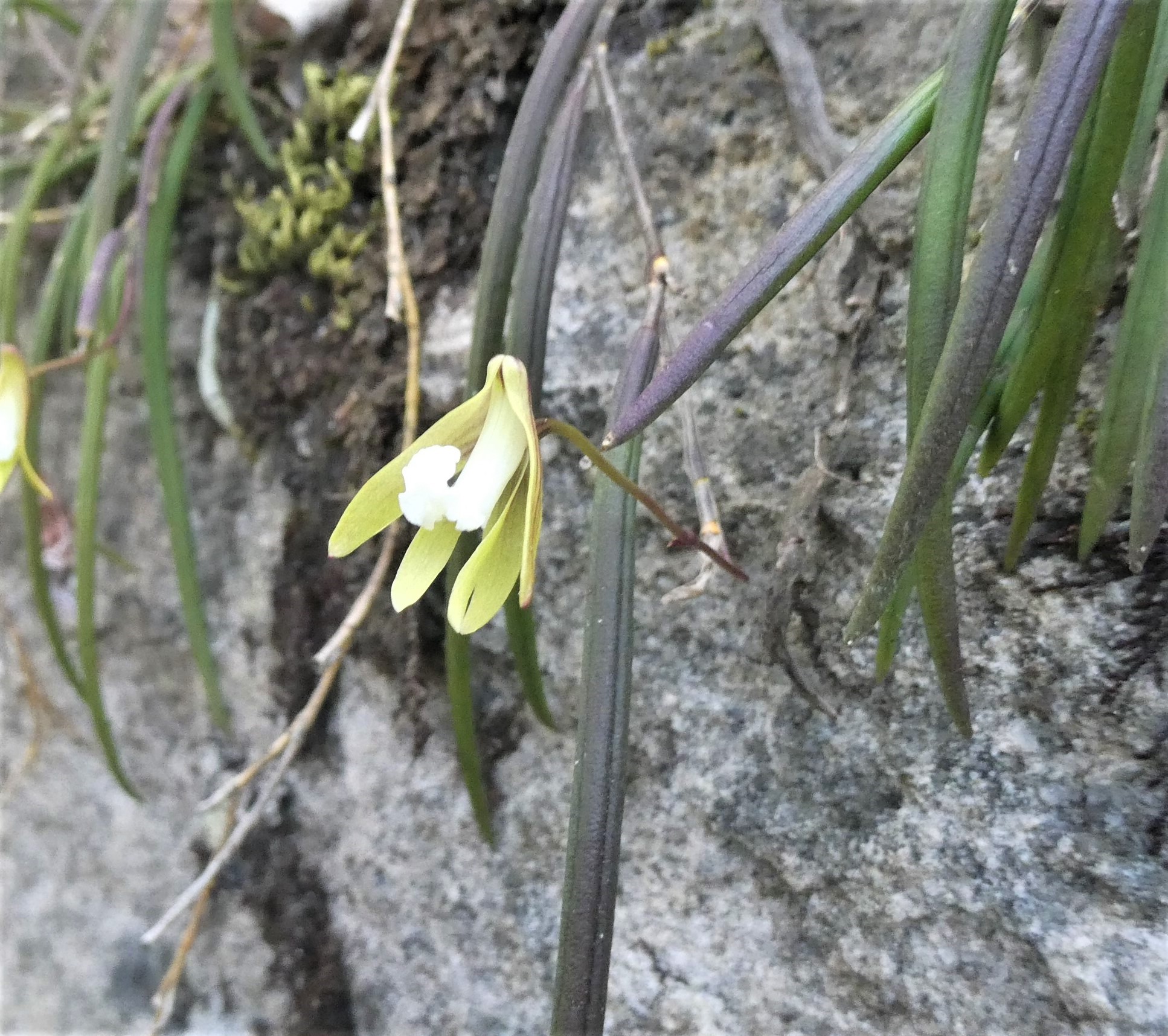Mt Solitary - Streaked Rock Orchid